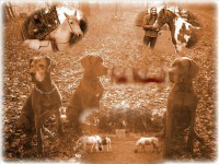 /album/fotogalerie-unsere-blauen-edeldoggen1/doggen-crew-010-jpg/